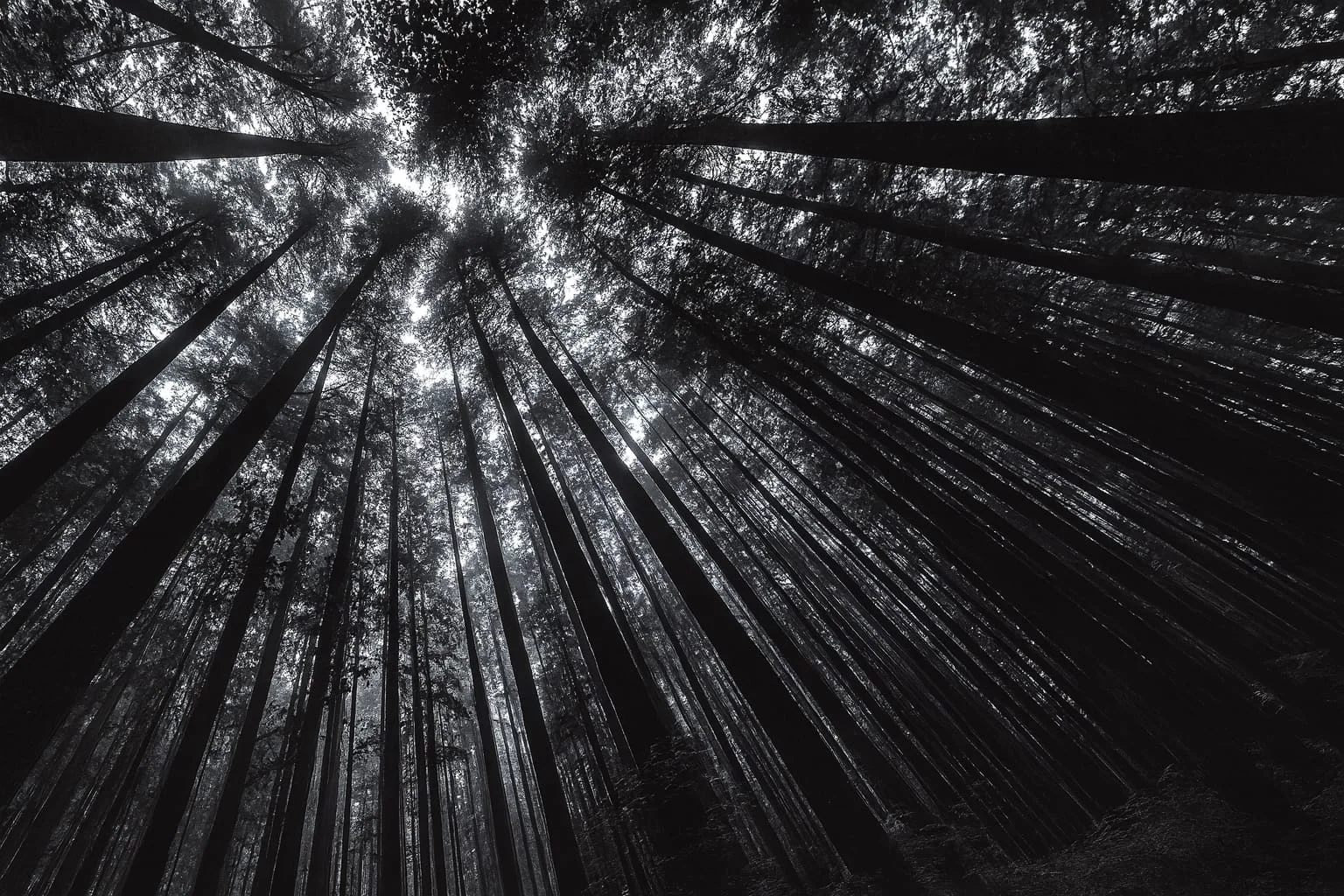 "Una strada nel bosco